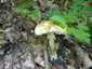 Gyilkos galóca (Amanita phalloides), Zemplén. Egy tipikus példány a legfőbb határozóbélyegekkel